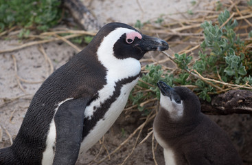 Adult and baby African penguin