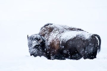 snowy bison against white backdrop © sbthegreenman