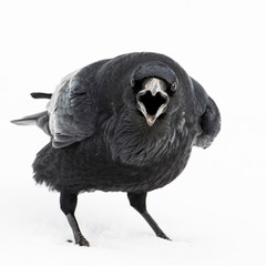 Raven Investigation