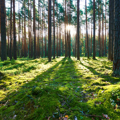 Sunrise in pine forest