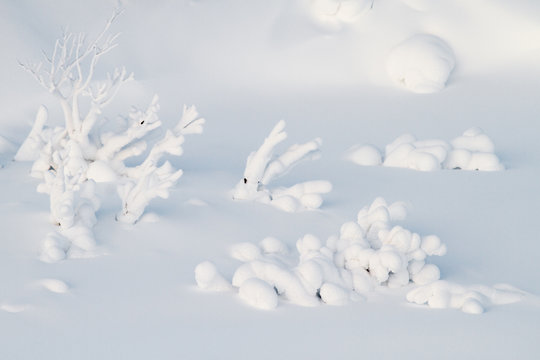 branches emerging from the snow