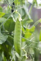 Green pea pod