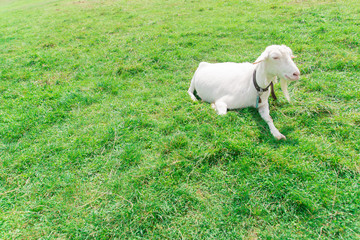 Obraz premium 山羊のポートレート