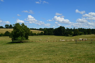 Paysage du Bessin (R&eacute;gion de Tilly sur Seulles - Calvados)