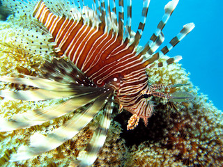 Naklejka na ściany i meble lionfish on the coral reef in tropical sea, underwater