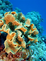 Naklejka na ściany i meble coral reef with coral sarcophyton in tropical sea , underwater