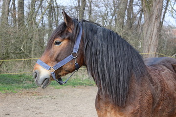brown horse with harness