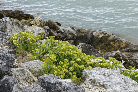 Criste marine, Crithmum maritimum