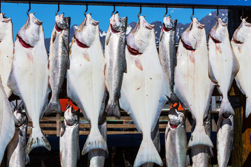 Fishing in Alaska - obrazy, fototapety, plakaty