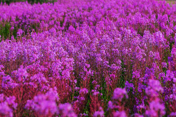 Fototapeta na wymiar Flowers on Alaska