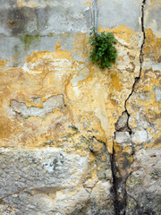 Alte Mauer mit Rissen und grüner Pflanze