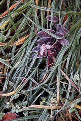 hoar on grass in the fall, Siberia Russia