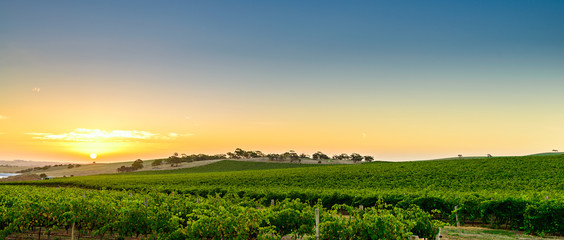 Wine valley at sunset, Barossa Region, South Australia