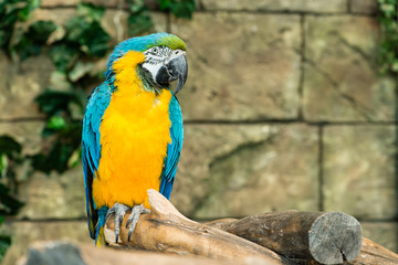 One blue-and-yellow macaw (ara ararauna) sitting on a branch, fo