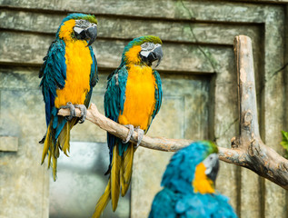 Pair of parrots blue-and-yellow macaw (ara ararauna) sitting on