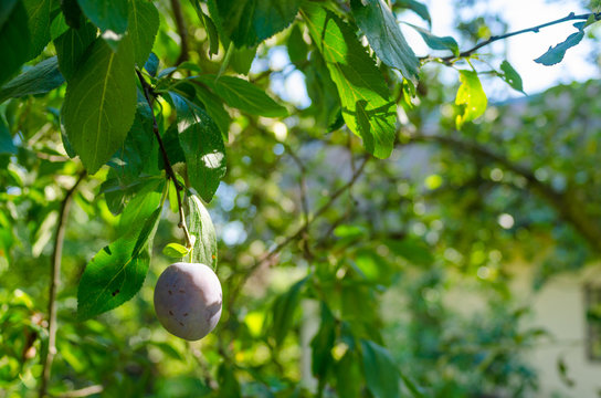 close-up of a single plum hanging from a tree in the sunlit garden
