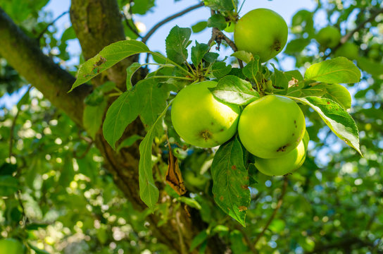 sunlit apples hanging from a tree branch amidst foliage with blue sky in the background