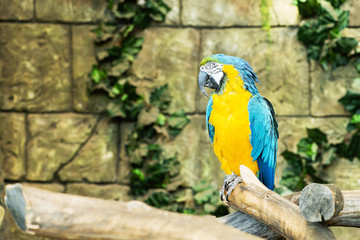 One blue-and-yellow macaw (ara ararauna) sitting on a branch, fo
