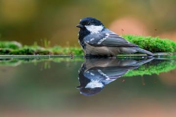 Coal tit in water