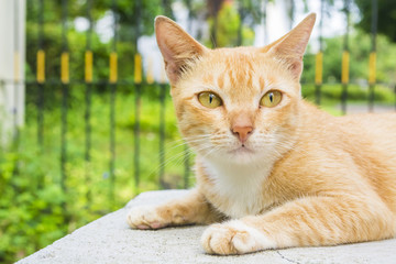 Fototapeta premium cat sit on outdoor