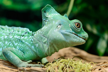 Close-up view of a green Plumed basilisk Lizard (Basiliscus plum