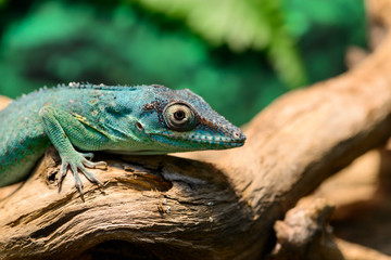 Close-up view of a Green Anole lizard (Anolis baracoae) on the t - Powered by Adobe