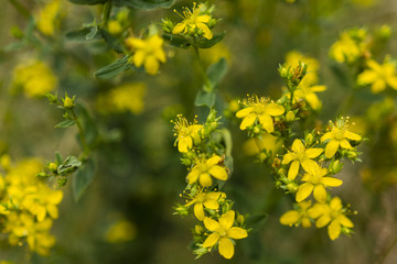 St. John's Wort Flower, Hypericum perforatum