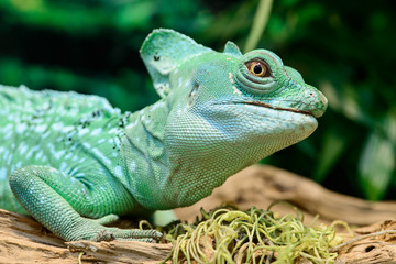 Close-up view of a green Plumed basilisk Lizard (Basiliscus plum