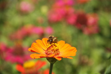 Пчела на цветке