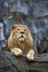 Lion (Panthera leo)