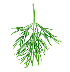 dill isolated on white background