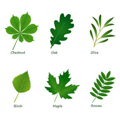 set of vector green leaves on white background