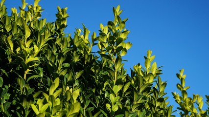 buchsbaum I