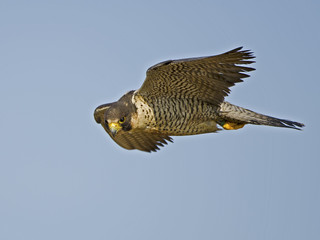 A Peregrine Falcon in Flight