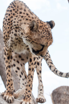 Cheetah in Tree