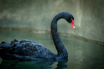 Printed roller blinds Swan black swan on dark background