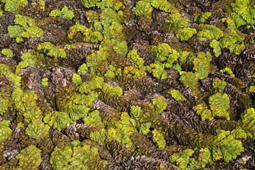 Aquatic plants