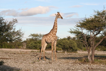 Giraffe in Namibia