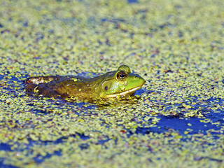 Bull Frog Sitting in Algae Covered Pond
