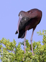 Glossy Ibis Standing in the Trees