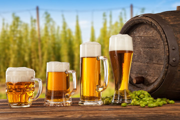 Beer glasses with hop-field on background