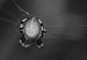 Black and white closeup of a large European Garden Spider in its web.