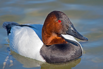 Canvasback Duck floating in the water.