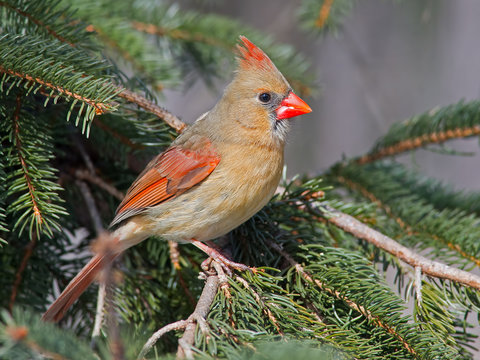 Female Northern Cardinal in a Pine tree