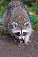 Naklejka na ściany i meble Raccoon with Tongue out