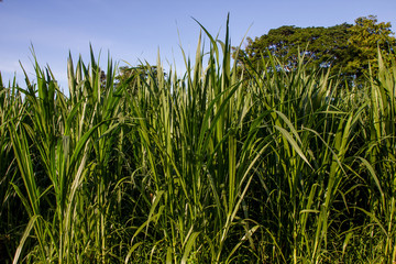 Green sprouts of wheat in the field