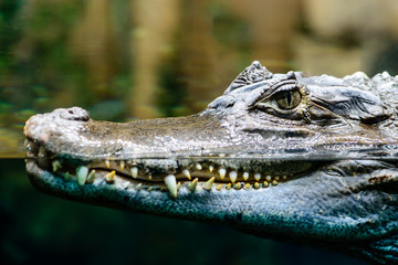 Caiman crocodilus profile closeup with teeth showing in water