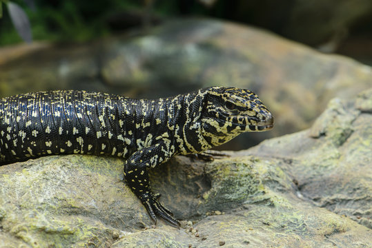 Golden Tegu (Tupinambis teguixin) rests on a stone in the Peruvi