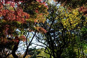 日本の紅葉 もみじ
