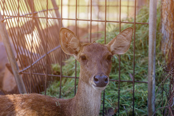 On the farm for the breeding of deer.
